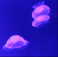 Jellyfish Video